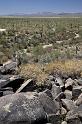 119 Saguaro National Park